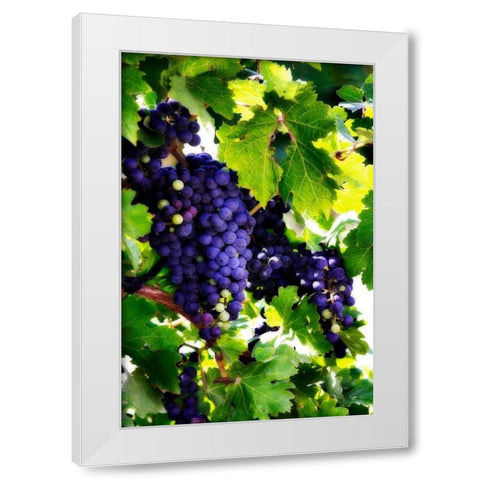 Grapes I White Modern Wood Framed Art Print by Hausenflock, Alan
