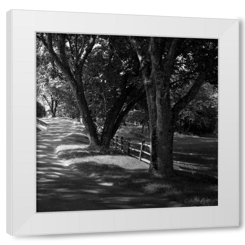 Ash Lawn Square II White Modern Wood Framed Art Print by Hausenflock, Alan
