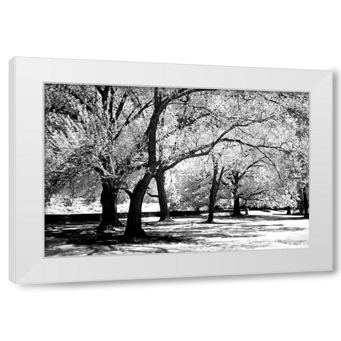 Fantasy Oaks White Modern Wood Framed Art Print by Hausenflock, Alan