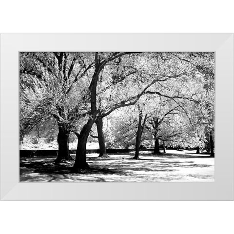Fantasy Oaks White Modern Wood Framed Art Print by Hausenflock, Alan