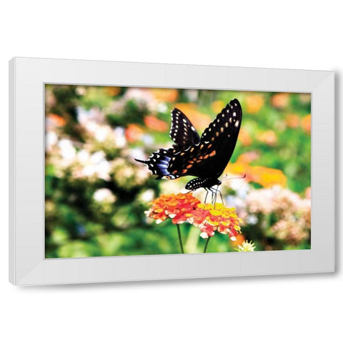 Giant Swallowtail White Modern Wood Framed Art Print by Hausenflock, Alan