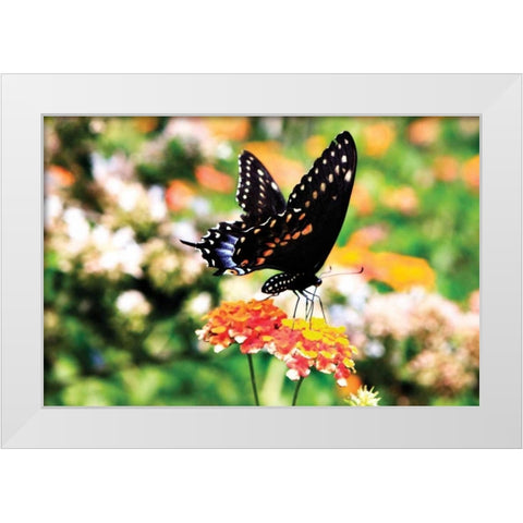 Giant Swallowtail White Modern Wood Framed Art Print by Hausenflock, Alan
