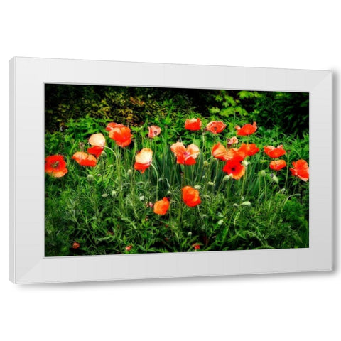 Poppies II White Modern Wood Framed Art Print by Hausenflock, Alan