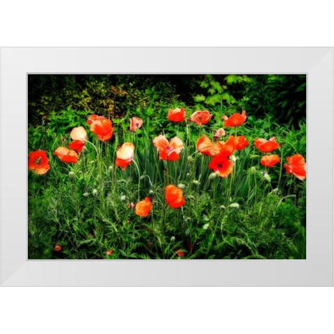 Poppies II White Modern Wood Framed Art Print by Hausenflock, Alan