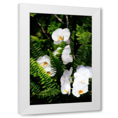 Orchids and Ferns I White Modern Wood Framed Art Print by Hausenflock, Alan