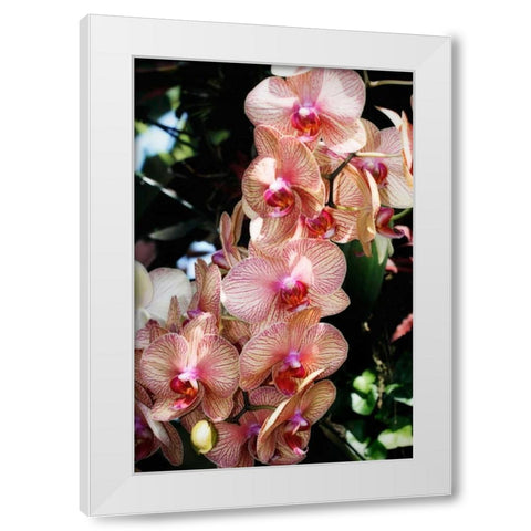 Moth Orchids V White Modern Wood Framed Art Print by Hausenflock, Alan