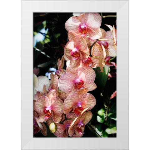 Moth Orchids V White Modern Wood Framed Art Print by Hausenflock, Alan