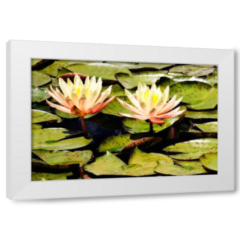 Blushing Lilies II White Modern Wood Framed Art Print by Hausenflock, Alan