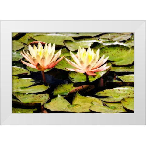 Blushing Lilies II White Modern Wood Framed Art Print by Hausenflock, Alan