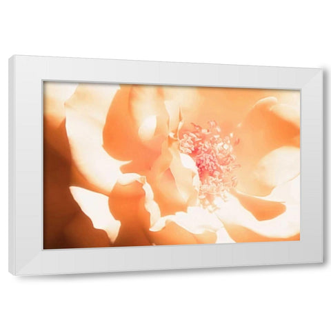 Melon Rose I White Modern Wood Framed Art Print by Hausenflock, Alan