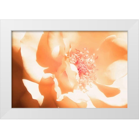 Melon Rose I White Modern Wood Framed Art Print by Hausenflock, Alan