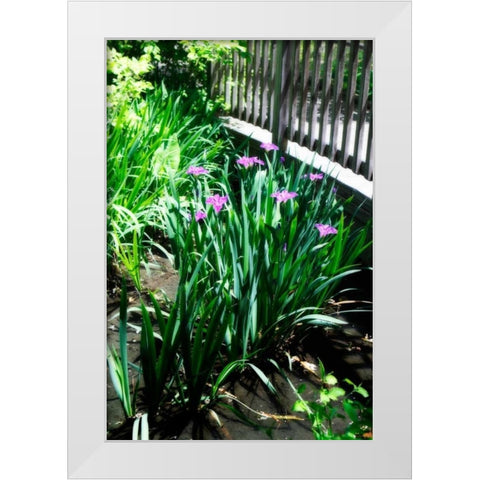 Spring Iris I White Modern Wood Framed Art Print by Hausenflock, Alan