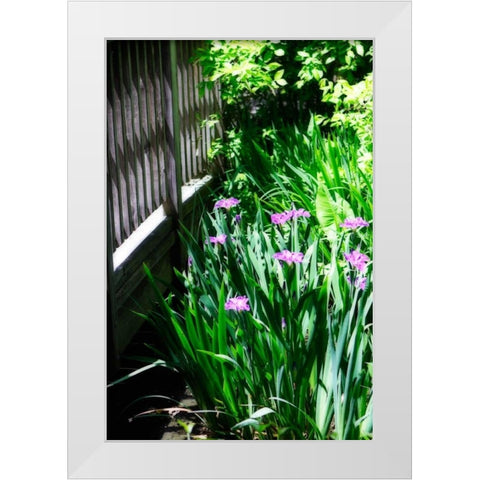 Spring Iris II White Modern Wood Framed Art Print by Hausenflock, Alan