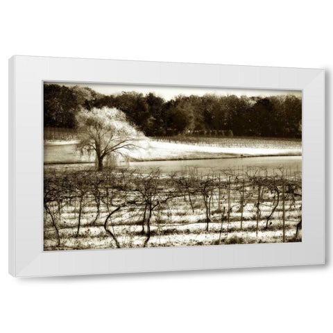 Vineyard II White Modern Wood Framed Art Print by Hausenflock, Alan