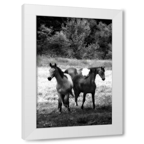 The Horses Three I White Modern Wood Framed Art Print by Hausenflock, Alan