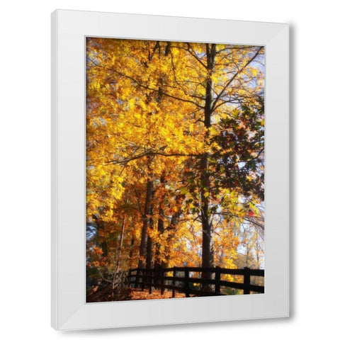 Boughs of Gold II White Modern Wood Framed Art Print by Hausenflock, Alan