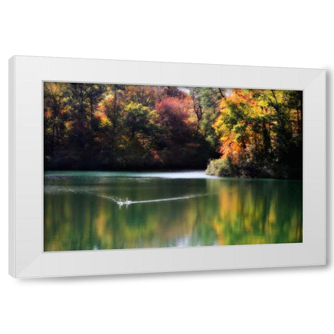 Swans on the Lake I White Modern Wood Framed Art Print by Hausenflock, Alan