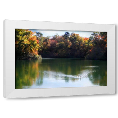 Swans on the Lake II White Modern Wood Framed Art Print by Hausenflock, Alan