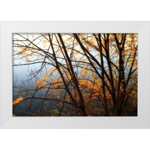Leaves of Orange IV White Modern Wood Framed Art Print by Hausenflock, Alan