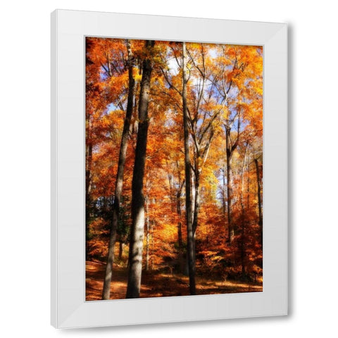 Autumn Cathedral I White Modern Wood Framed Art Print by Hausenflock, Alan