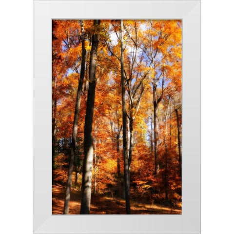 Autumn Cathedral I White Modern Wood Framed Art Print by Hausenflock, Alan
