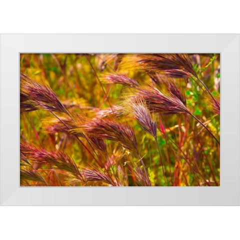 Colorful Brush White Modern Wood Framed Art Print by Johnson, George
