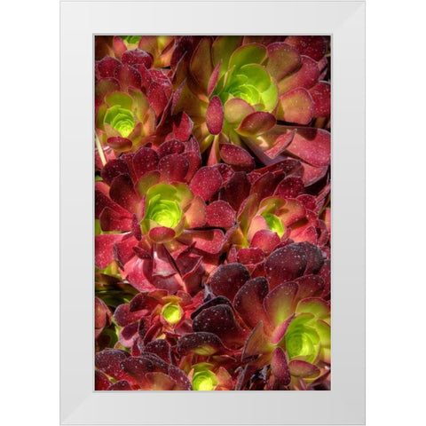 Green in Red Flower White Modern Wood Framed Art Print by Johnson, George
