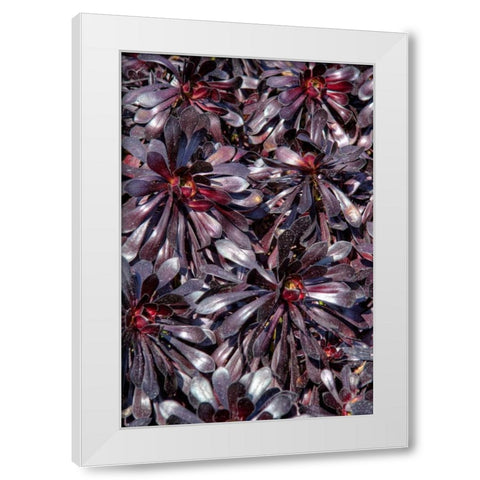 Yellow in Red Flowers White Modern Wood Framed Art Print by Johnson, George