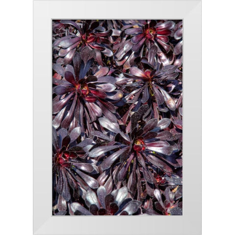 Yellow in Red Flowers White Modern Wood Framed Art Print by Johnson, George