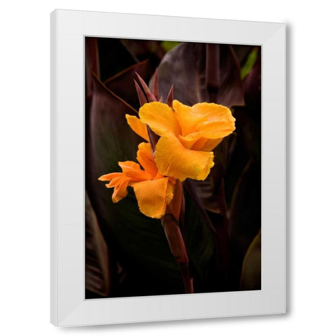 Orange Flower I White Modern Wood Framed Art Print by Johnson, George