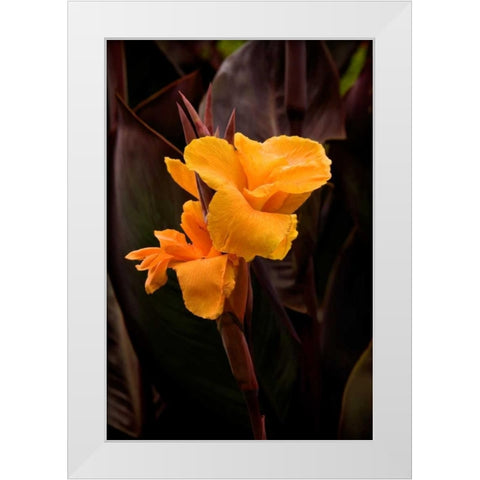 Orange Flower I White Modern Wood Framed Art Print by Johnson, George