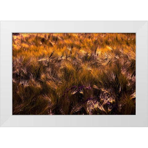 Golden Grain White Modern Wood Framed Art Print by Johnson, George