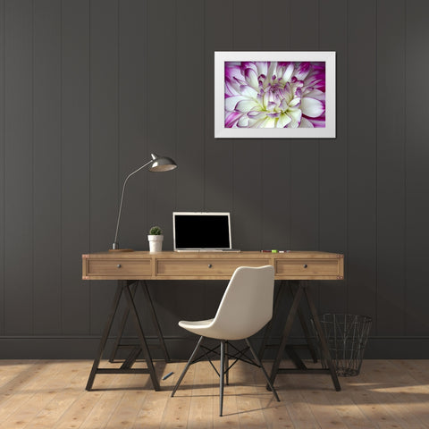 Purple and White Dahlia White Modern Wood Framed Art Print by Johnson, George