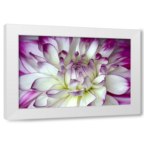 Purple and White Dahlia White Modern Wood Framed Art Print by Johnson, George