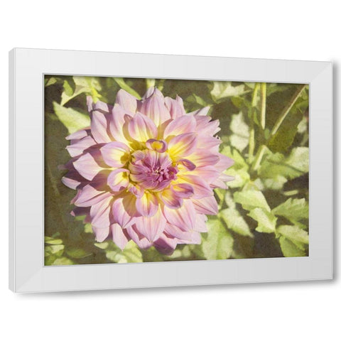 Garden Dahlias II White Modern Wood Framed Art Print by Johnson, George