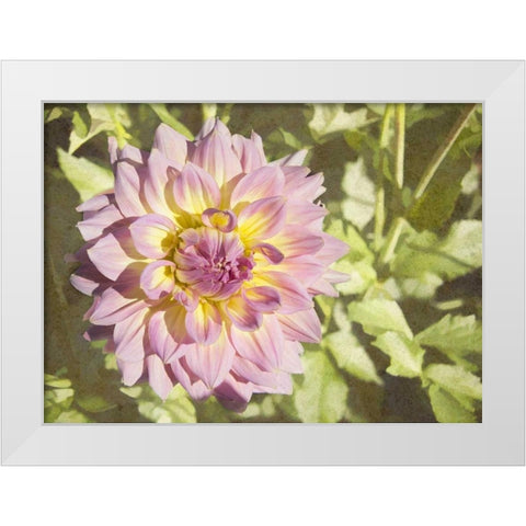 Garden Dahlias II White Modern Wood Framed Art Print by Johnson, George