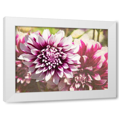 Garden Dahlias III White Modern Wood Framed Art Print by Johnson, George