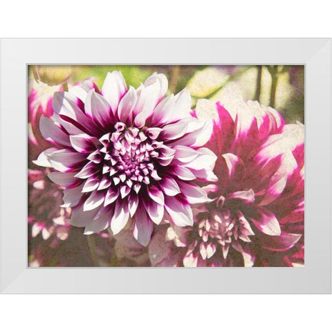 Garden Dahlias III White Modern Wood Framed Art Print by Johnson, George