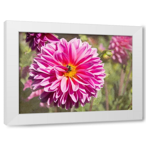 Garden Dahlias IV White Modern Wood Framed Art Print by Johnson, George