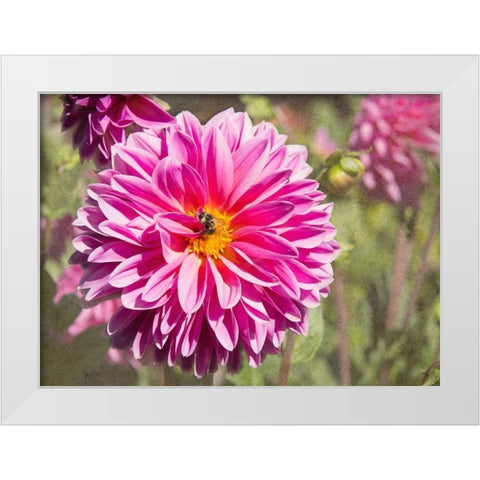 Garden Dahlias IV White Modern Wood Framed Art Print by Johnson, George