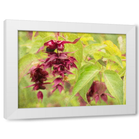 Red Berries and Green Leaves White Modern Wood Framed Art Print by Johnson, George