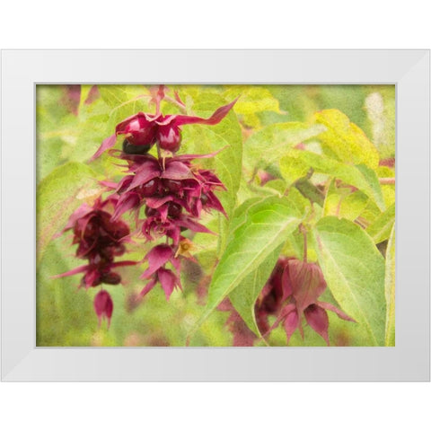 Red Berries and Green Leaves White Modern Wood Framed Art Print by Johnson, George