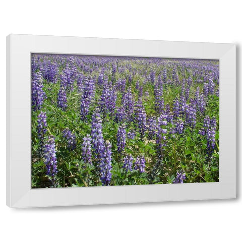 Field of Lupens White Modern Wood Framed Art Print by Johnson, George