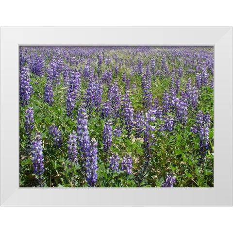 Field of Lupens White Modern Wood Framed Art Print by Johnson, George
