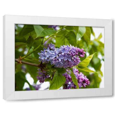 Karens Lilac White Modern Wood Framed Art Print by Johnson, George