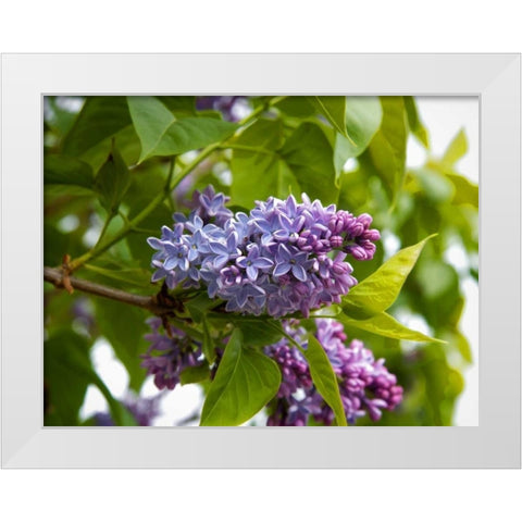 Karens Lilac White Modern Wood Framed Art Print by Johnson, George