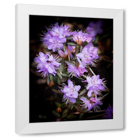 Small Purple Rhododendron White Modern Wood Framed Art Print by Johnson, George