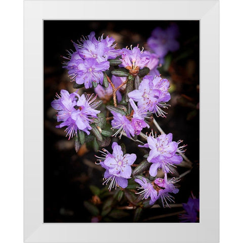 Small Purple Rhododendron White Modern Wood Framed Art Print by Johnson, George
