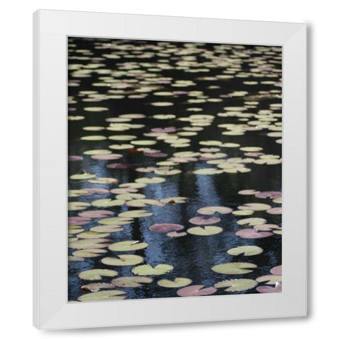 Lily Pond I White Modern Wood Framed Art Print by Larson, Scott