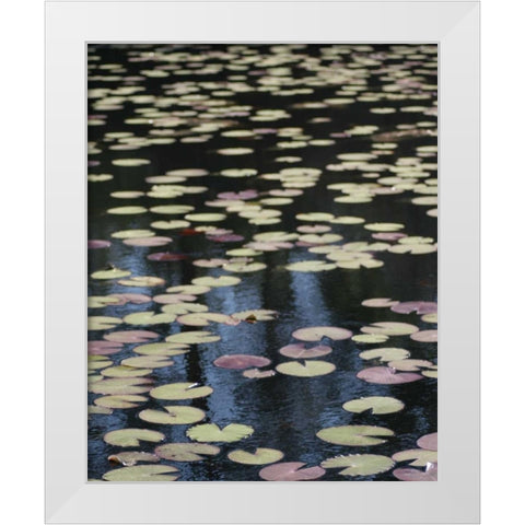 Lily Pond I White Modern Wood Framed Art Print by Larson, Scott